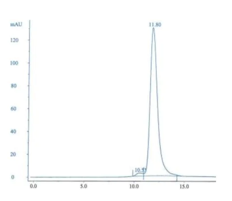 Size Exclusion Chromatography - Recombinant Staphylococcus aureus Protein A (AB52953)
