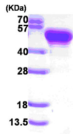 SDS-PAGE - Recombinant Staphylococcus aureus Protein A (AB84187)