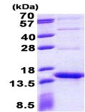 Recombinant Streptavidin protein