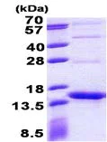 SDS-PAGE - Recombinant Streptavidin protein (AB156734)