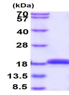 SDS-PAGE - Recombinant Streptavidin protein (AB78833)