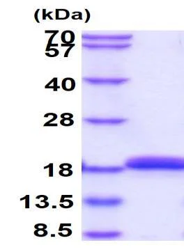 SDS-PAGE - Recombinant Streptavidin protein (His tag N-Terminus) (AB78833)