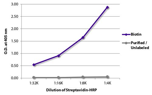 Recombinant Streptavidin protein (HRP)