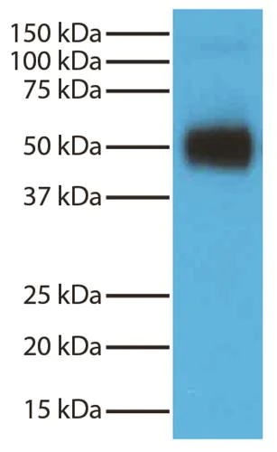 Western blot - Recombinant Streptavidin protein (HRP) (AB279315)