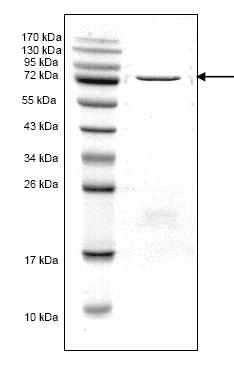 SDS-PAGE - Recombinant Streptococcus pneumoniae Penicillin Binding Protein 2X (AB168007)