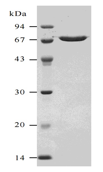 SDS-PAGE - Recombinant Streptolysin O (Hemolytic streptococcus) protein (AB63978)