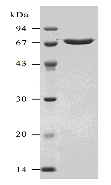 SDS-PAGE - Recombinant Streptolysin O (Hemolytic streptococcus) protein (AB63978)