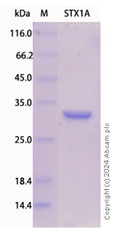 SDS-PAGE - Recombinant Syntaxin 1a Protein Standard (His tag) (AB316480), expandable thumbnail