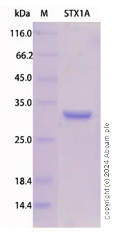 SDS-PAGE - Recombinant Syntaxin 1a Protein Standard (His tag) (AB316480)