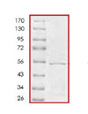 Recombinant Tau381 protein