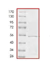 SDS-PAGE - Recombinant Tau381 protein (AB84770)