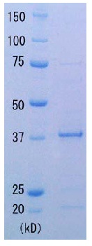 Recombinant thermus aquaticus RecA protein