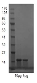 SDS-PAGE - Recombinant Thioredoxin / TRX protein (Active) (AB286028)