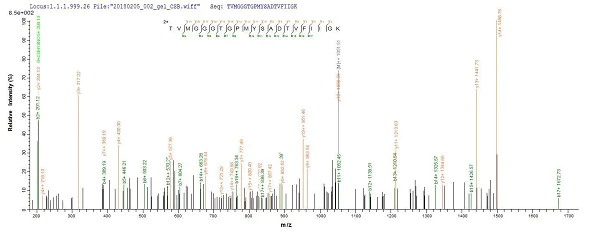 Mass Spectrometry - Recombinant UVSX protein (Tagged) (AB237746)