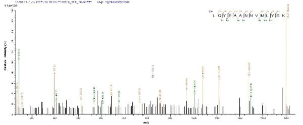 Mass Spectrometry - Recombinant uvsY protein (His tag) (AB225610)