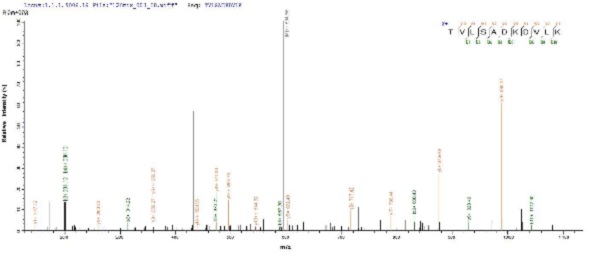 Mass Spectrometry - Recombinant uvsY protein (His tag) (AB225610)