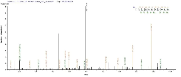 Mass Spectrometry - Recombinant uvsY protein (His tag) (AB225610)