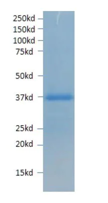 SDS-PAGE - Recombinant VP1 protein (AB214837)