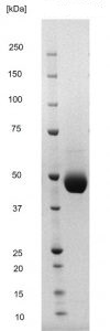 SDS-PAGE - Recombinant West Nile virus Envelope protein (His tag) (AB256449)