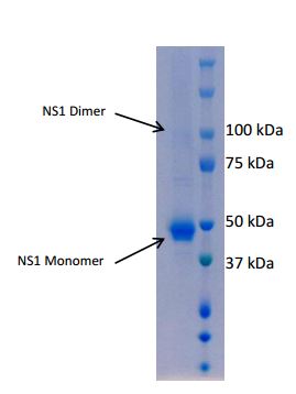 SDS-PAGE - Recombinant West Nile Virus NS1 protein (AB190131), expandable thumbnail