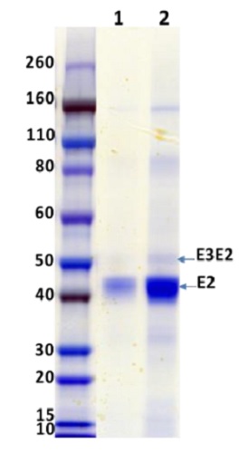 SDS-PAGE - Recombinant Western Equine Encephalitis Virus E3E2 protein (His tag) (AB233725), expandable thumbnail