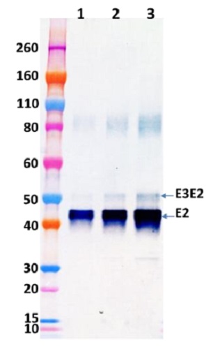 Western blot - Recombinant Western Equine Encephalitis Virus E3E2 protein (His tag) (AB233725), expandable thumbnail