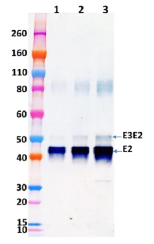 Western blot - Recombinant Western Equine Encephalitis Virus E3E2 protein (His tag) (AB233725)
