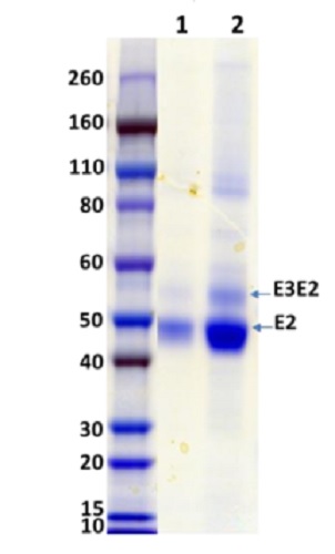 SDS-PAGE - Recombinant Western Equine Encephalitis Virus E3E2 protein (His tag) (AB233726), expandable thumbnail