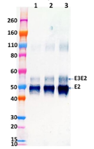 Western blot - Recombinant Western Equine Encephalitis Virus E3E2 protein (His tag) (AB233726), expandable thumbnail