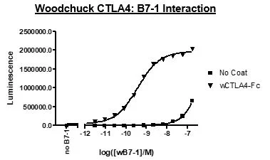 Functional Studies - Recombinant woodchuck CD80 protein (Active) (Biotin) (Fc tag C-Terminus + Avi tag C-Terminus) (AB271373)