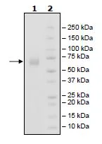 SDS-PAGE - Recombinant woodchuck CD80 protein (Active) (Biotin) (Fc tag C-Terminus + Avi tag C-Terminus) (AB271373)