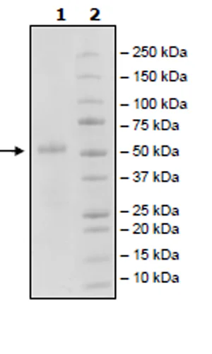 SDS-PAGE - Recombinant Woodchuck CTLA4 protein (Fc tag N-Terminus + Avi tag N-Terminus) (AB271482)