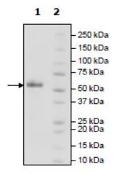 SDS-PAGE - Recombinant Woodchuck PD1 protein (Fc tag C-Terminus) (AB271666)