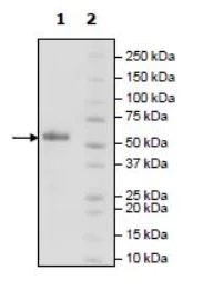 SDS-PAGE - Recombinant Woodchuck PD1 protein (Tagged) (AB271666)