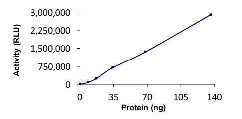 Functional Studies - Recombinant X. laevis UBC4 protein (Active) (His tag N-Terminus) (AB269097)