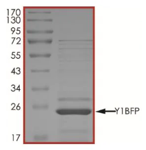 SDS-PAGE - Recombinant Y1-BFP protein (His tag) (AB269139)