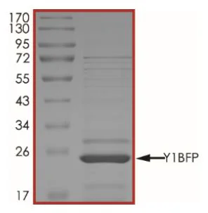 SDS-PAGE - Recombinant Y1-BFP protein (His tag N-Terminus) (AB269139)