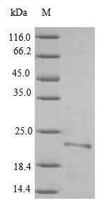 SDS-PAGE - Recombinant Yersinia pestis F1 antigen protein (His tag) (AB236940)