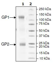 SDS-PAGE - Recombinant ZEBOV GP protein (Biotin) (Avi tag C-Terminus + His tag C-Terminus) (AB200056)