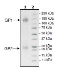 SDS-PAGE - Recombinant ZEBOV GP protein (Tagged) (AB200055)