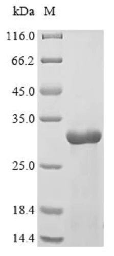 SDS-PAGE - Recombinant Zebrafish IL-1 beta protein (His tag) (AB236204)