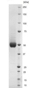 SDS-PAGE - Recombinant Zika virus Envelope protein (His tag) (AB256450)