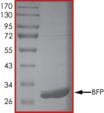 SDS-PAGE - Recombinant ZNF179/BFP protein (His tag) (AB268365)