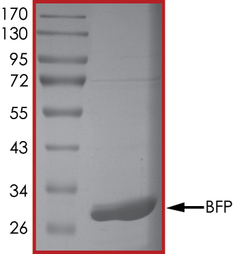 SDS-PAGE - Recombinant ZNF179/BFP protein (His tag N-Terminus) (AB268365)