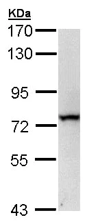 Western blot - Anti-RECQ1 antibody (AB151501)