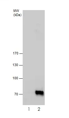 Immunoprecipitation - Anti-RECQ1 antibody (AB272855)
