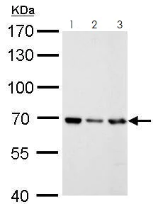 Western blot - Anti-RECQ1 antibody (AB272855)