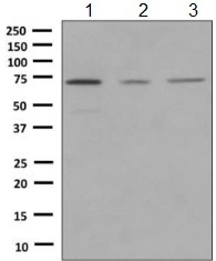 Western blot - Anti-RECQ1 antibody [EPR8048] (AB150421), expandable thumbnail