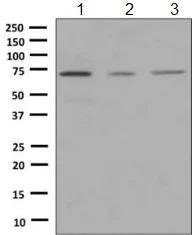 Western blot - Anti-RECQ1 antibody [EPR8048] - BSA and Azide free (AB248982)