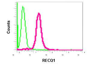 Flow Cytometry (Intracellular) - Anti-RECQ1 antibody [EPR8049(2)] - BSA and Azide free (AB249704)